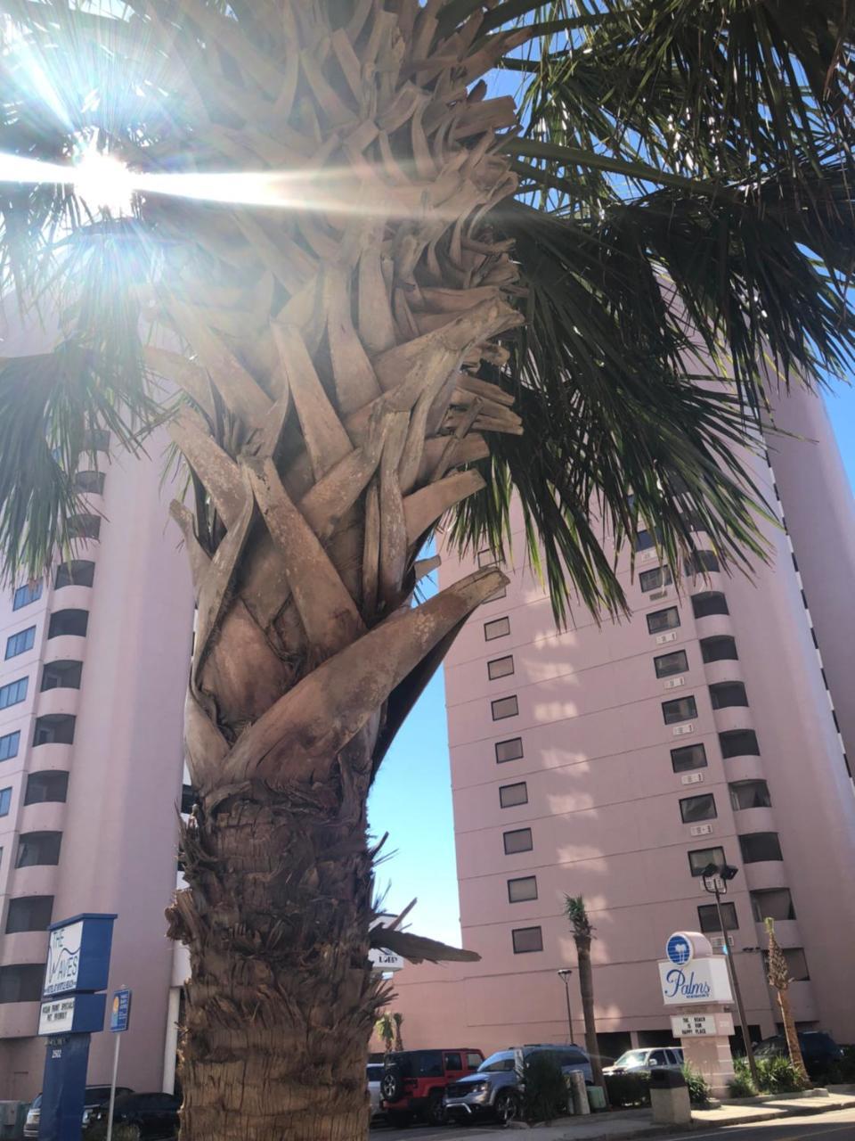 Palms Resort Myrtle Beach Eksteriør billede